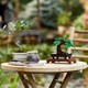 LEGO® Botanicals 10281 - Bonsai fa