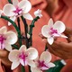 LEGO® Botanicals 10311 - Orchidea
