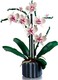 LEGO® Botanicals 10311 - Orchidea