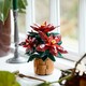 LEGO® Botanicals 10370 - Mikulásvirág