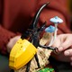 LEGO® ICONS 21342 - A rovargyűjtemény