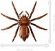 LEGO® Harry Potter™ 76434 - Aragog A Tiltott Rengetegben™