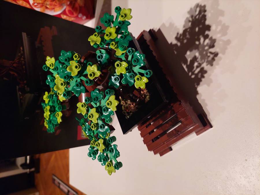 Bonsai fa