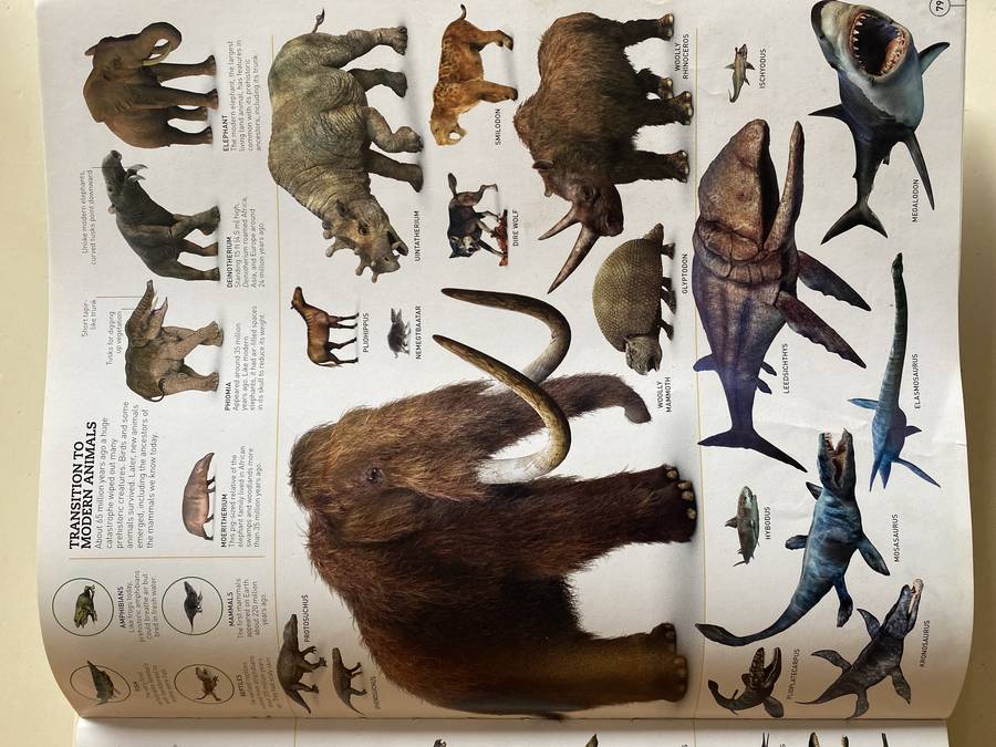 Glyptodon