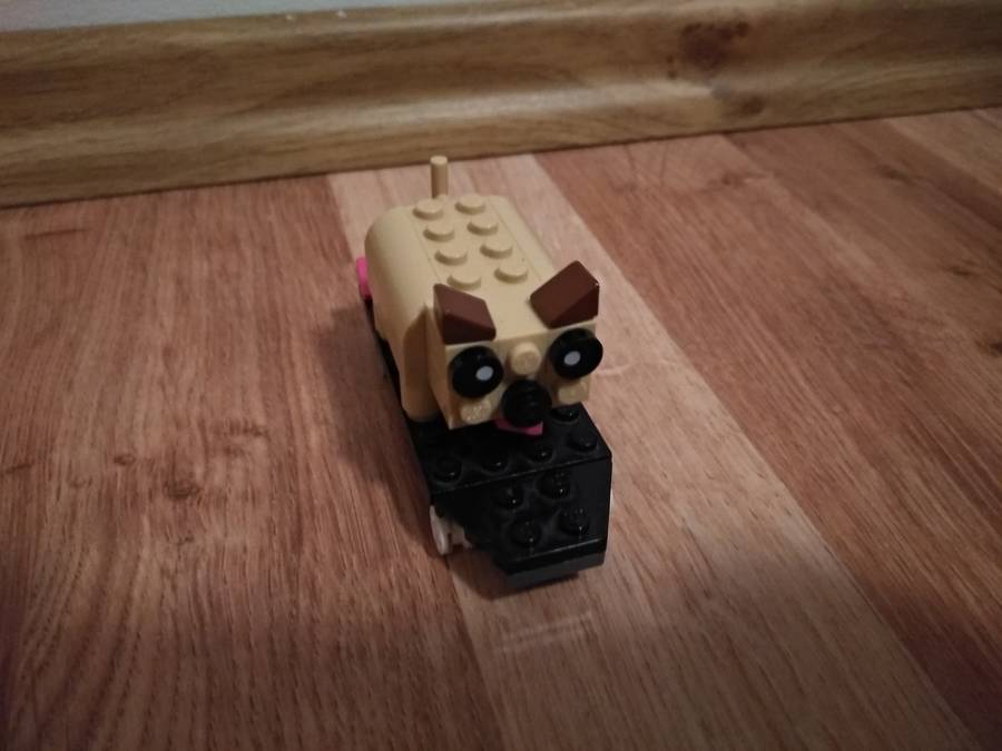 Kutya a gördeszkán