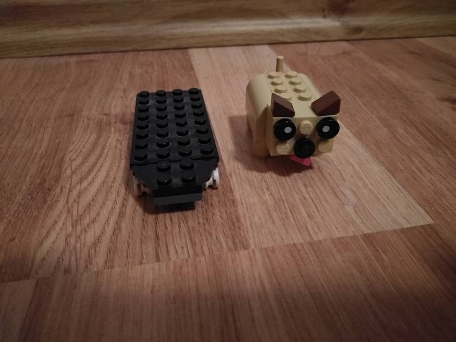 Kutya a gördeszkán