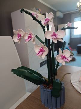 Orchidea