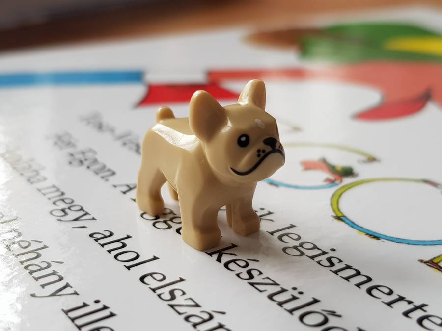 Ribizli a francia bulldog