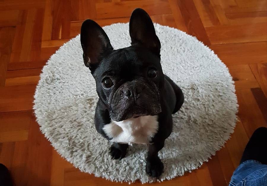 Ribizli a francia bulldog