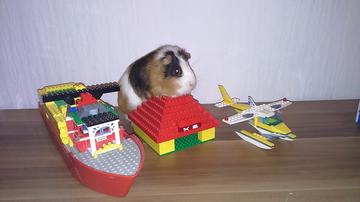 tengerimalac ház