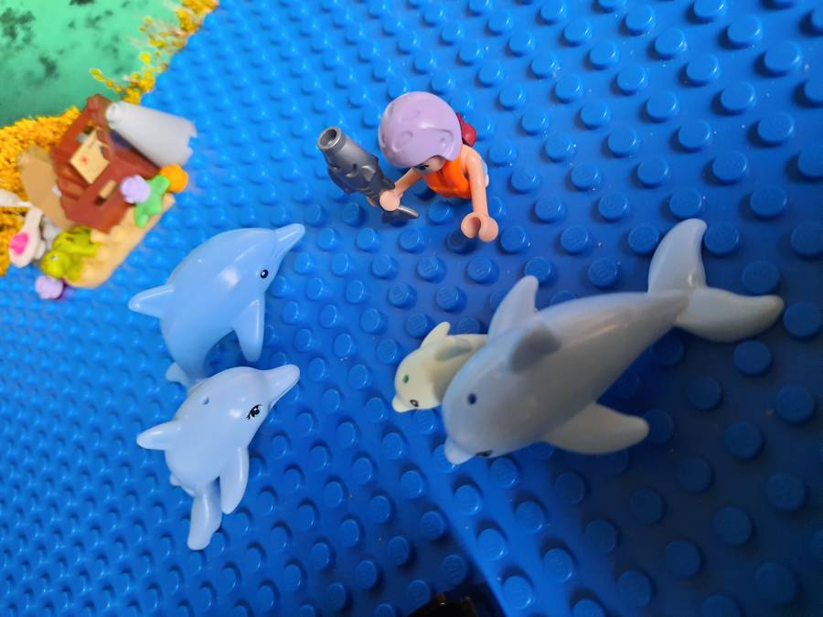 Delfin show
