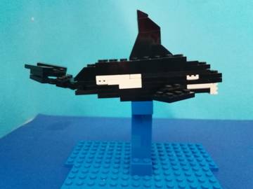 Kardszárnyú delfin/ Orka